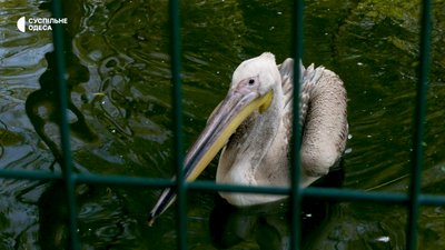 В Одеський зоопарк військові передали пелікана