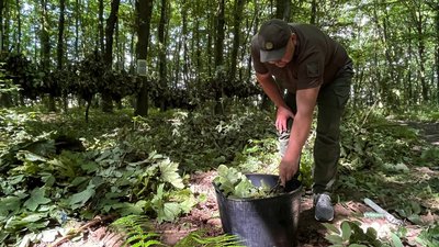 Кормові віники обробляють у розчині Кормові віники обробляють у розчині