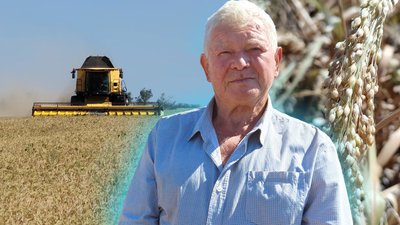 На Миколаївщині збирають просо: цьогорічна врожайність зросла майже вчетверо