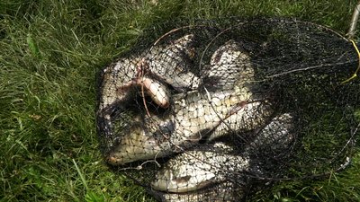 У Стрижень випустили півтори тонни коропа: на вилов риби тепер діють додаткові обмеження У Стрижень випустили півтори тонни коропа: на вилов риби тепер діють додаткові обмеження