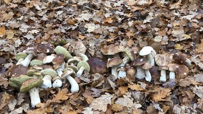 Гриби на Чернігівщині: де ростуть, коли збирати, як орієнтуватися Гриби на Чернігівщині: де ростуть, коли збирати, як орієнтуватися