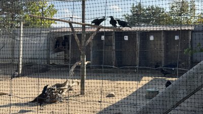 Центр реабілітації птахів «Садиба Нюшанік»