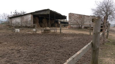 "Я вже думала, що ніколи їх не побачу": як живе "Зоодім" у Рябцях, що на Чернігівщині "Я вже думала, що ніколи їх не побачу": як живе "Зоодім" у Рябцях, що на Чернігівщині