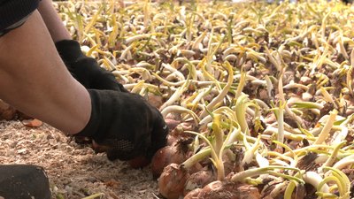 У черкаському фермерському господарстві сіють овочеві культури У черкаському фермерському господарстві сіють овочеві культури