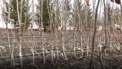 Висадка дерев, Тернопіль, 3 квітня, 2024 Висадка дерев, Тернопіль, 3 квітня, 2024