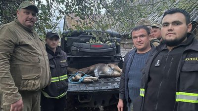 На Волині врятували поранене лосеня. Що з твариною На Волині врятували поранене лосеня. Що з твариною