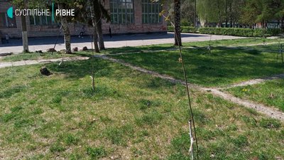 У Рівному біля школи зрізали десятки дерев. Директор пояснив, навіщо
