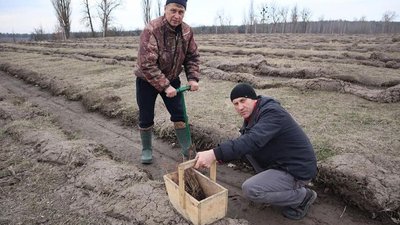 Сумські лісівники посадили понад 6 мільйонів дерев та створили "шматочок Провансу" з кущів лаванди Сумські лісівники посадили понад 6 мільйонів дерев та створили "шматочок Провансу" з кущів лаванди