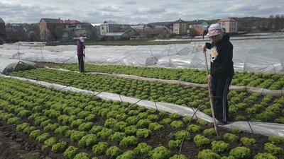 Городина виросла, а продавати ніде: львівські фермери про карантин