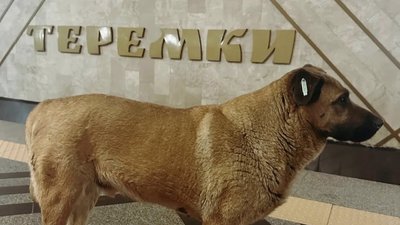 Собака Міша