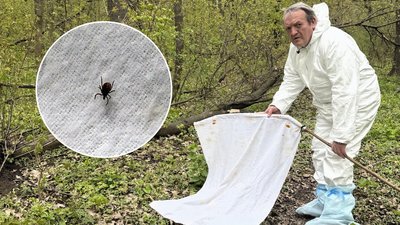 як збирають кліщів для досліджень