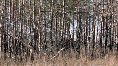 дерева саджанці сосни Лиманський лісгосп Національний природній парк "Святі гори" Донеччина