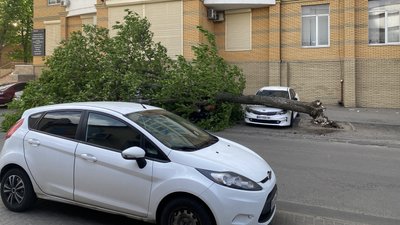 Деревопад