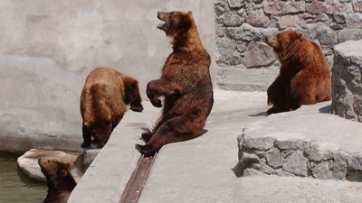 Ведмеді Мирон та Вакула відсвяткували день народження у Миколаївському зоопарку Ведмеді Мирон та Вакула відсвяткували день народження у Миколаївському зоопарку