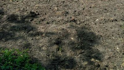 Диких тварин на Херсонщині кормитимуть врожаєм із полів Диких тварин на Херсонщині кормитимуть врожаєм із полів