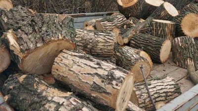 Незаконно спиляні дерева на Харківщині