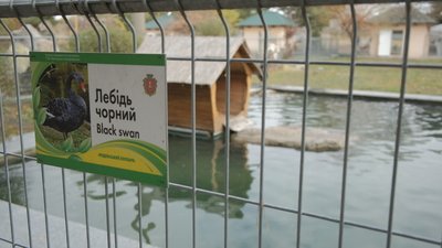 У родині австралійських чорних лебедів з Подільського зоопарку поповнення У родині австралійських чорних лебедів з Подільського зоопарку поповнення