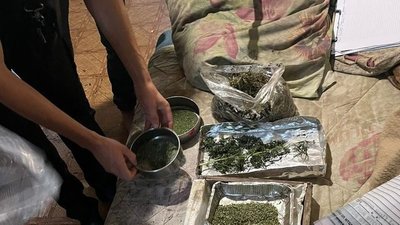 Поліцейські Дніпропетровщини виявили на приватному подвір`ї посів конопель