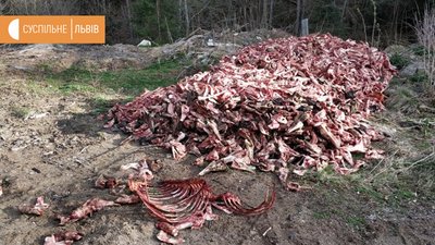 У Карпатах вантажівка скинула рештки тварин на березі річки У Карпатах вантажівка скинула рештки тварин на березі річки