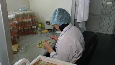На Франківщині у лабораторії вирощують саджанці лохини, черешні та сливи