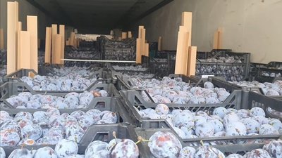 Чернівецька митниця не продала 20 тонн затриманих слив. На аукціон ніхто не подався