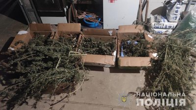 На Закарпатті у чоловіка вилучили понад 2 кілограми коноплі