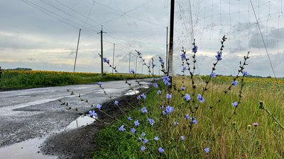 Дорога під антидроновою сіткою на Донеччині