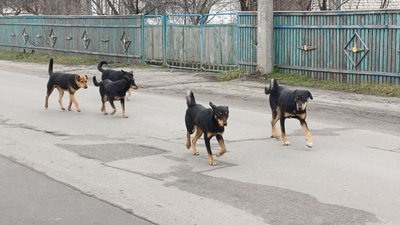 Собаки, Малин, Житомирщина