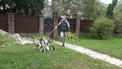 Житомирянка Віра Савіцька доглядає за трьома собаками з інвалідністю та сімома котами Житомирянка Віра Савіцька доглядає за трьома собаками з інвалідністю та сімома котами