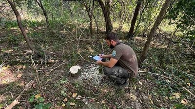 На Закарпатті виявили незаконну рубку дерев На Закарпатті виявили незаконну рубку дерев