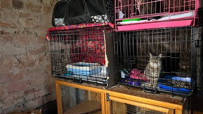 "Тато, мама і три кошенятка": у Кривому Розі оселилась родина котів з Нікополя "Тато, мама і три кошенятка": у Кривому Розі оселилась родина котів з Нікополя