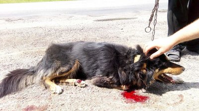 Пенсіонерів з Хмельниччини підозрюють у жорстокому поводженні з тваринами