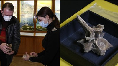 В Одеській області знайшли рештки доісторичної тварини. Що кажуть вчені