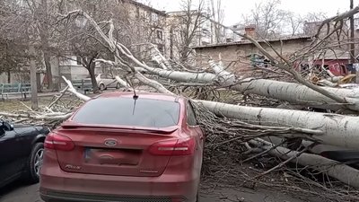 У Миколаєві впало дерево. Як відреагували аварійні служби