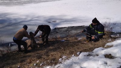 Оленя витягають з води Оленя витягають з води