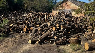 Дерева, прокуратура, обвинувачені, кримінал
