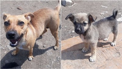 У бобринецькому притулку немає чим годувати бездомних тварин