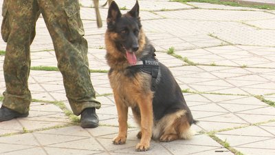 На відкритій лекції в Дніпрі показували, як працюють службові собаки – репортаж