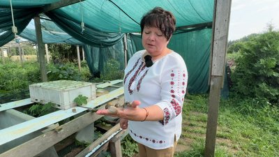 На Черкащині подружжя розводить равликів