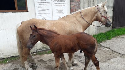 "У світі їх менше тисячі": у Львові розводять рідкісну породу коней "У світі їх менше тисячі": у Львові розводять рідкісну породу коней
