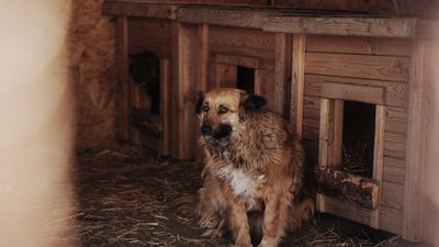 собака у притулку