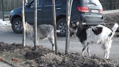 "Люди мають жити в родині, а не в інтернаті" – на Житомирщині американець є опікуном шістьох хлопців з інвалідністю "Люди мають жити в родині, а не в інтернаті" – на Житомирщині американець є опікуном шістьох хлопців з інвалідністю