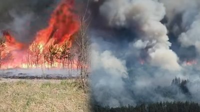 Горить ліс на Чернігівщині: у Чернігівській ОВА готуються до евакуації жителів
