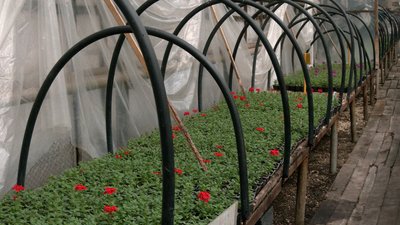 Комунальники розповіли, як готуються до висадки квітів у Рівному