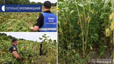 Посів виявили на соняшниковому полі Посів виявили на соняшниковому полі