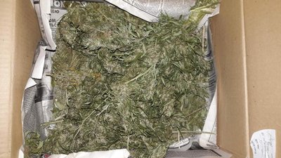 На Житомирщині поліція вилучила у чоловіка майже 2 кілограми коноплі На Житомирщині поліція вилучила у чоловіка майже 2 кілограми коноплі