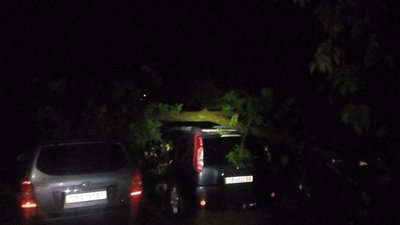 У Чернігові повалене дерево пошкодило 5 автівок