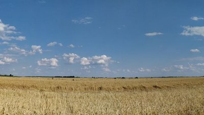 Житомир, спека, погода, поле пшениці