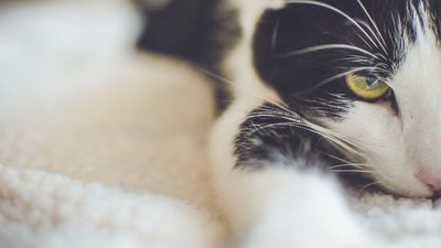 Знущання над кошеням: харківська поліція відкрила провадження