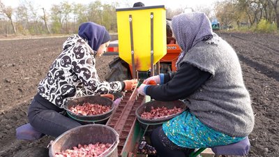 Мешканка Хмельниччини вирощує гектари часнику